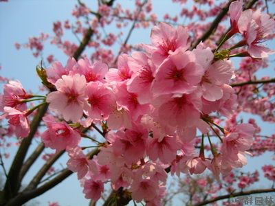 马年樱花季第一波下周到来 上海植物园早樱赶早来闹春
