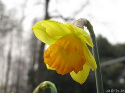 最美赏花季花期全攻略――上海植物园发布2014春季赏花全攻略